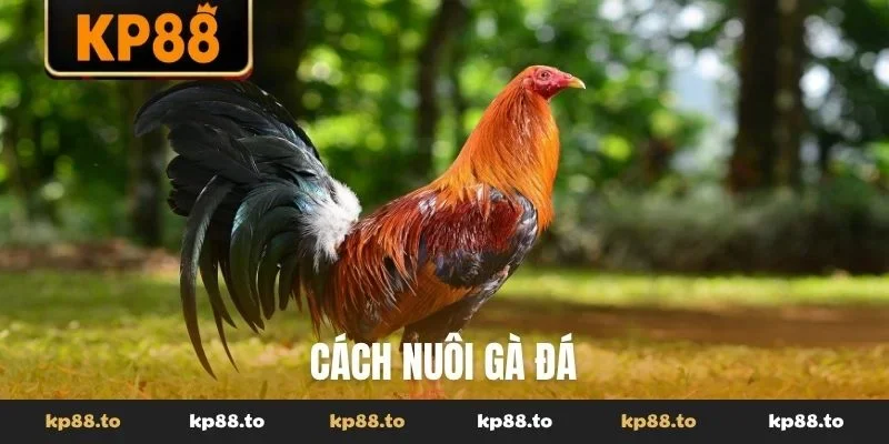 Cách nuôi gà đá