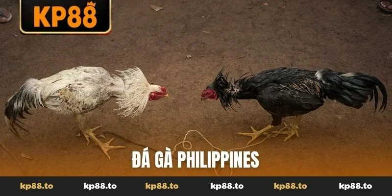 Đá gà Philippines